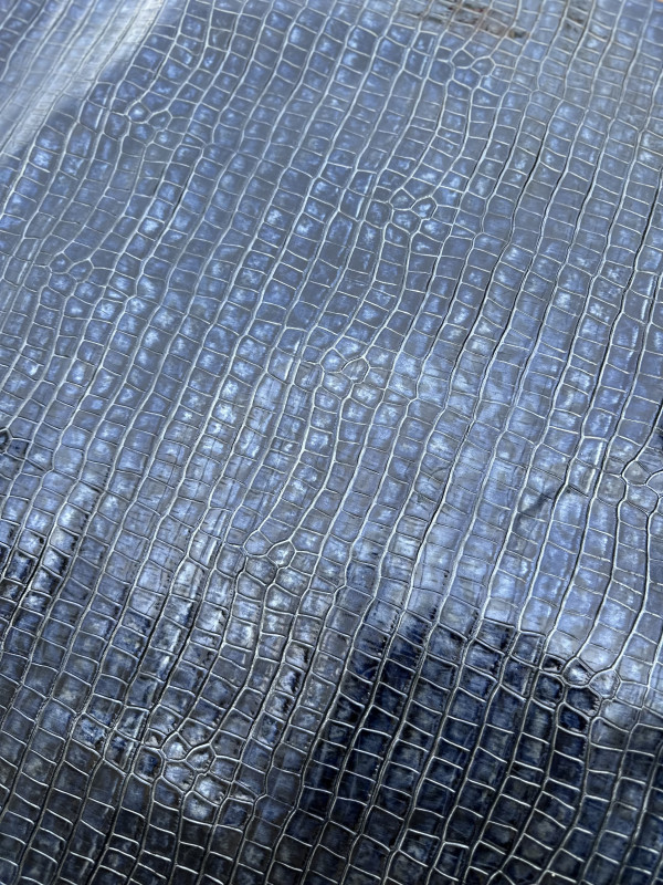 Blue Alligator Belly Print Embossed on Cow Hides: AA009CA