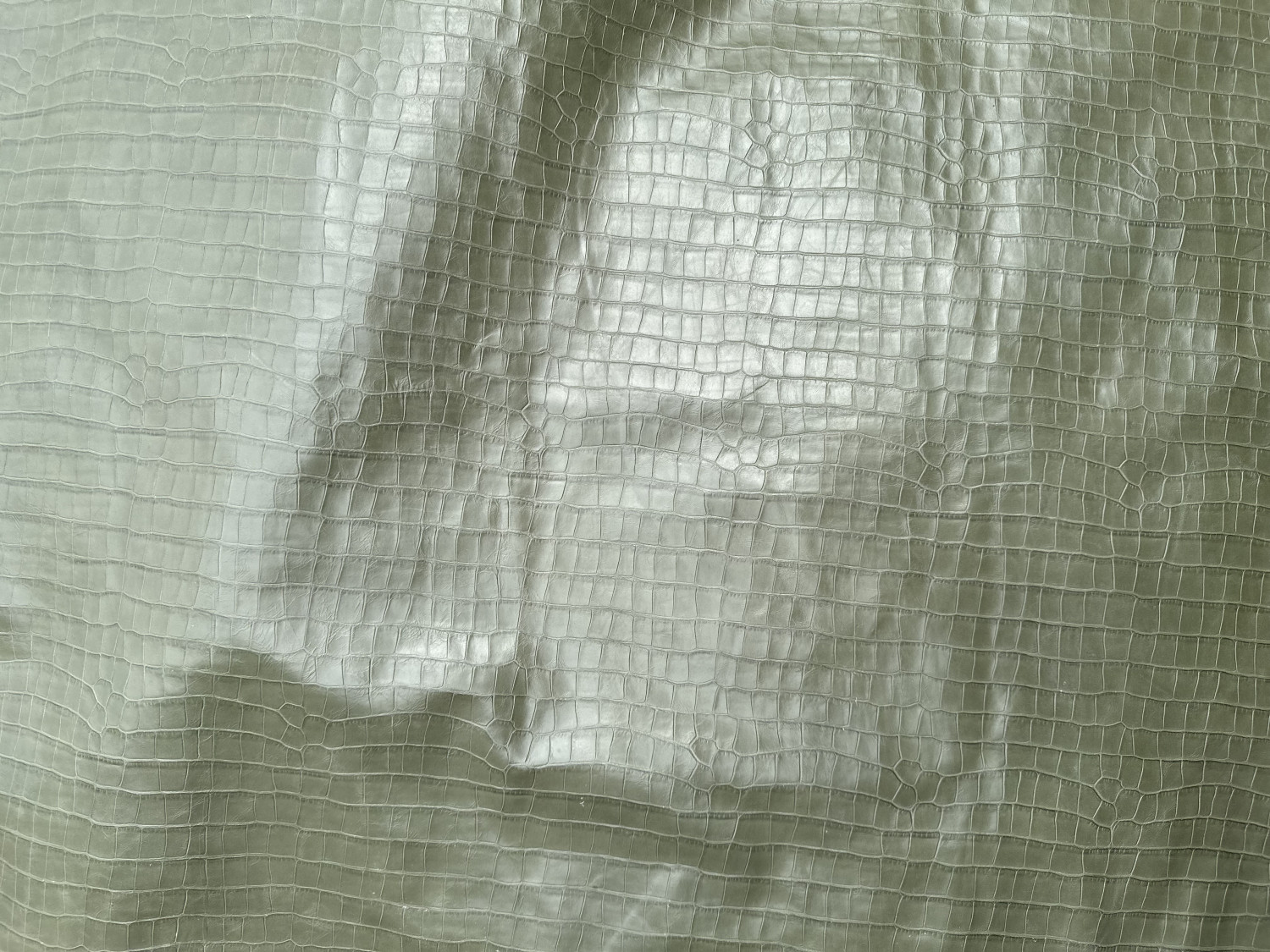 Green Alligator Belly Print Embossed on Calf Hides: GA006CA