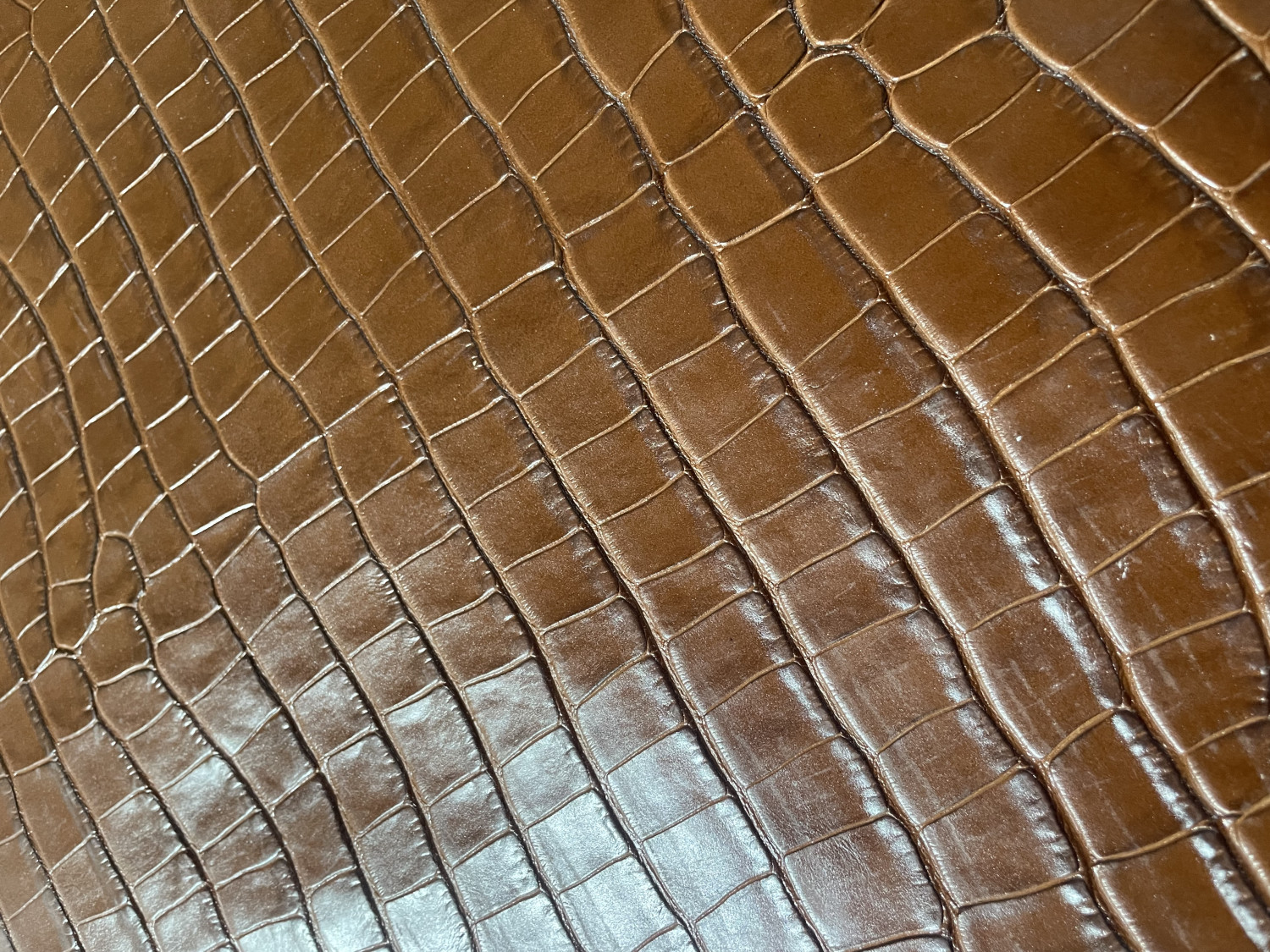 Light Brown Alligator Belly Print Embossed on Cow Hides: EA009C