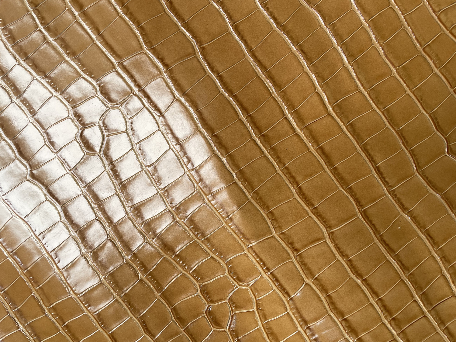Light Brown Alligator Belly Print Embossed on Cow Hides: EA006C